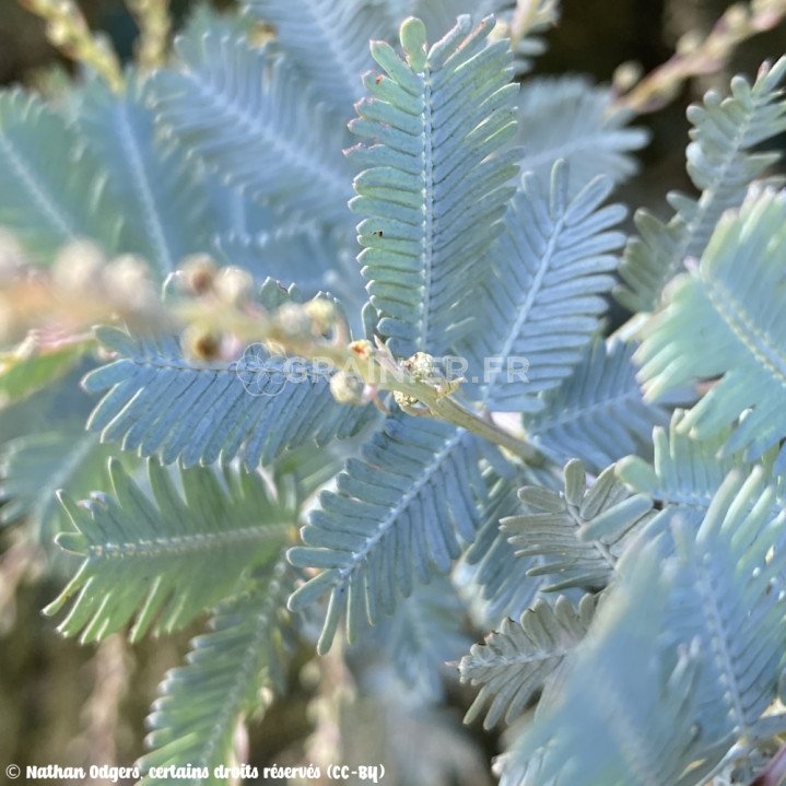 Acacia baileyana, Mimosa doré, Mimosa de Bailey image
